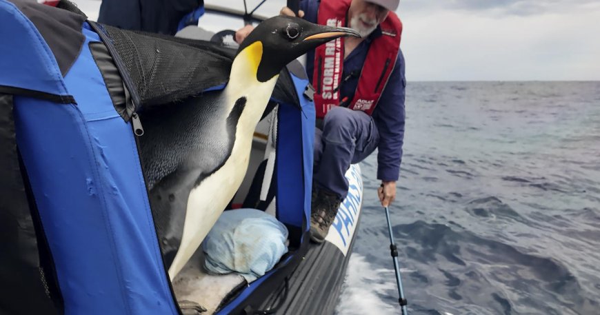 Emperor penguin found on Australian beach released at sea after 20 days of care