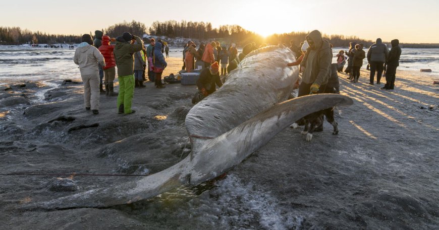 Carcass of massive endangered whale washes ashore in Alaska