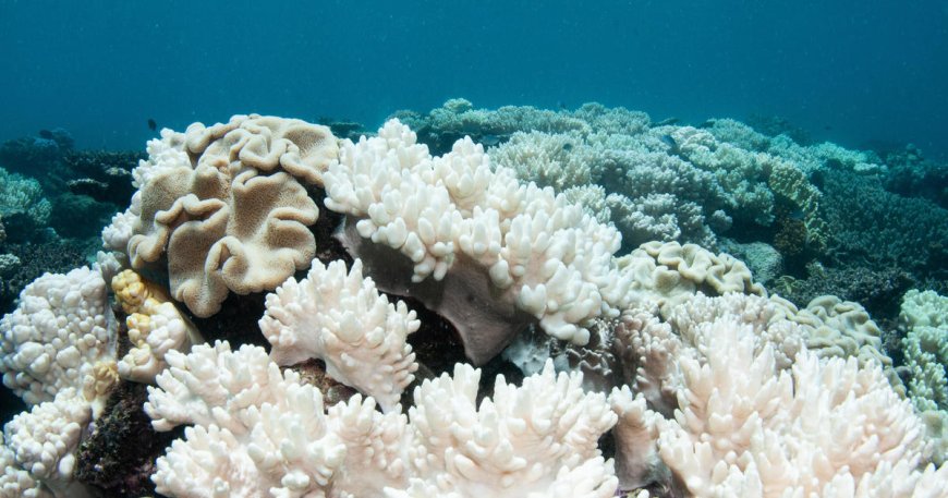 Parts of Great Barrier Reef dying at record rate, alarmed researchers say