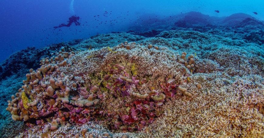 Scientists say biggest coral in the world discovered in the Pacific