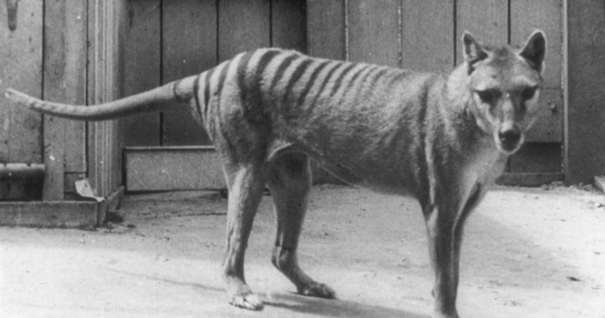 Tasmanian tiger de-extinction research advances