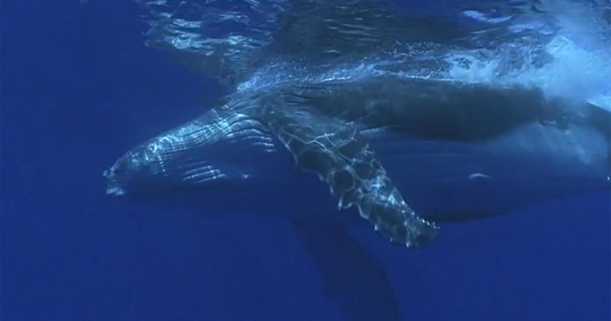 Protecting whales from ship strikes