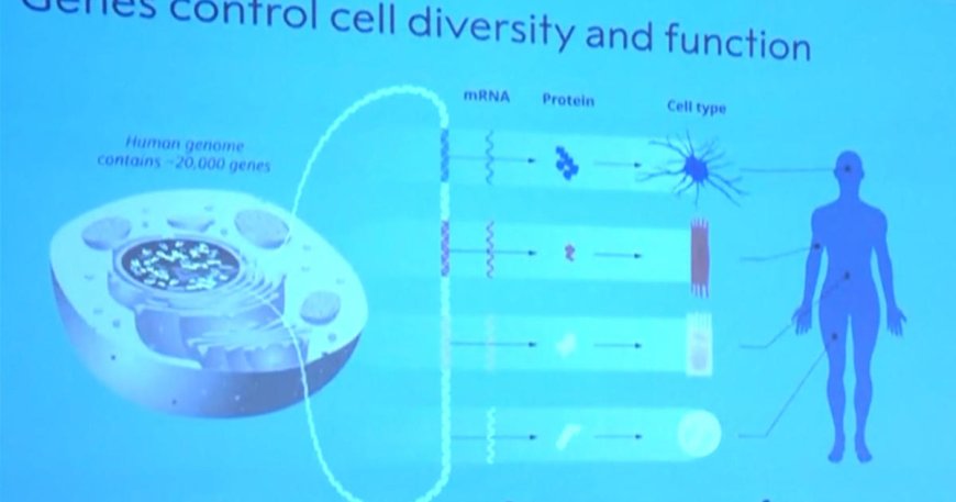 MicroRNA discovery in worms leads to Nobel Prize in medicine