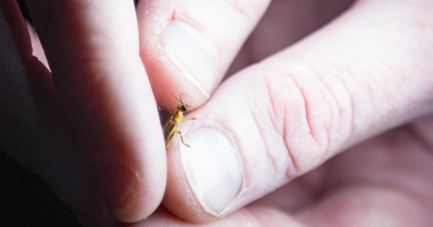 Type of firefly could be first on federal endangered species list