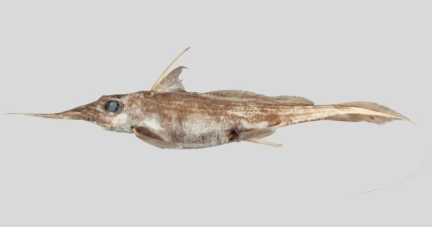 New species of "ghost shark" discovered living deep in the Pacific Ocean