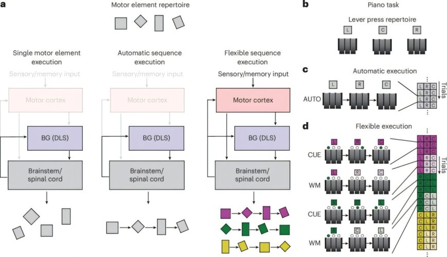 Flexibility demands influence motor cortex's involvement in execution of motor sequences, rat study finds