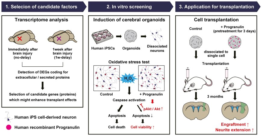 Enhancing the efficacy of cell transplantation therapy for stroke or traumatic brain injury